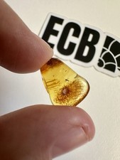 Baltic Amber With Mosquitoe