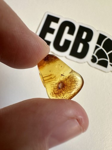 Baltic amber with - amber, mosquitoe
