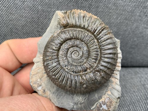 Dactylioceras jurassic - sp.,