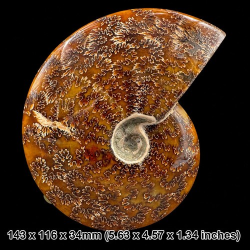 Polished ammonite large - polished, ammonite,