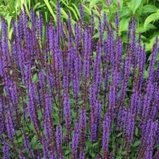 Salvia nemerosa caradonna - salvia, 'caradonna'