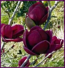 Magnolia Tree Plant LARGE