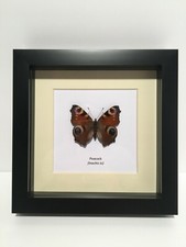 Peacock Butterfly (Inachis io)