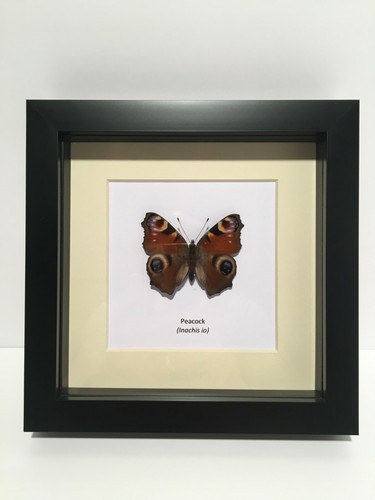 Peacock butterfly - butterfly, (inachis
