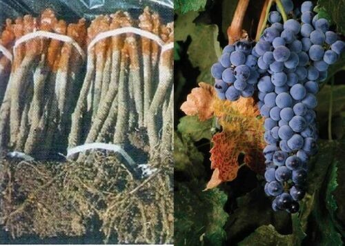 Rootstok graft vines - graft,