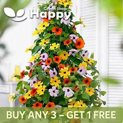 Black eyed susan sunrise - black,
