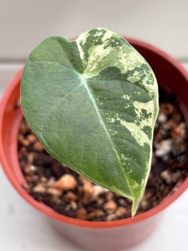Alocasia black velvet - alocasia,