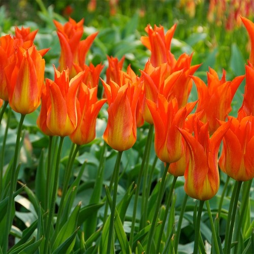 Tulip ballerina or 50 - ballerina,