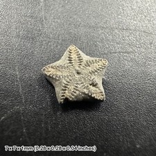 Crinoid star fossil – oxford