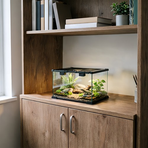 Glass reptile terrarium insect - reptile,