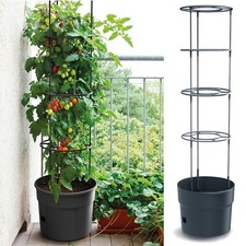 300mm 350 400mm tomato - tomato, grower