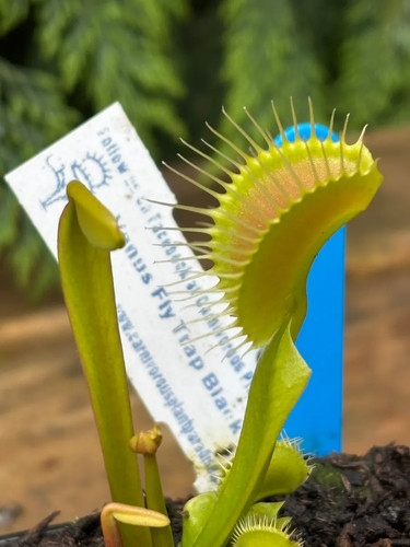 Venus fly trap - fly,