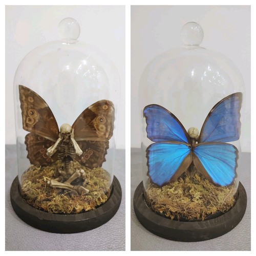 Enchanted skeleton fairy - skeleton,