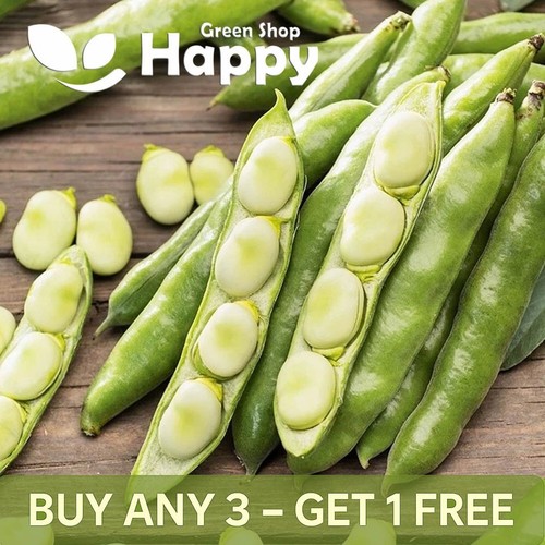 Broad bean windsor 15 seeds - broad,