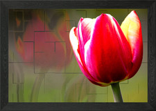 RED TULIP Framed Wall Art