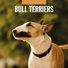 Bull Terriers 2026 Square Wall