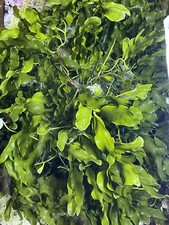 Marine Seaweed Mix Tang Feed Refugium Coral Aquarium Fish Tank