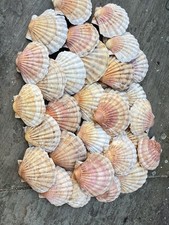 10x King Sea Scallop Shells