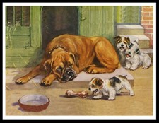 BOXER DOG AND FOX TERRIER PUPS