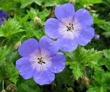 Geranium 'Rozanne' plant in