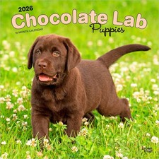 Chocolate Labrador Retriever Puppies Calendar 2026 | Square 30cm x 30cm | 100% P