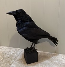 🎃 Taxidermy CROW Not raven