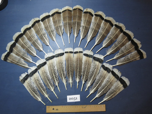Pcs natural turkey - natural, tail