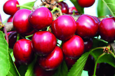 Suttons Sweet Cherry Tree For Garden Patio Sunburst Colt Prunus Avium 2x 12L Pot