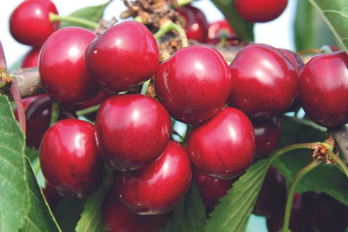 Suttons sweet cherry tree for - cherry,