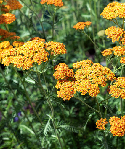 Achillea terracotta litre - terracotta,