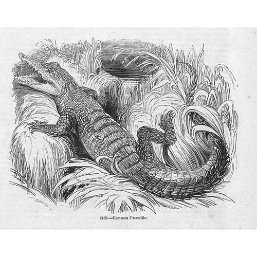 Common crocodile antique - common,