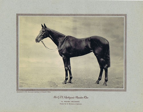 Horse racing meadow - racing, rhu