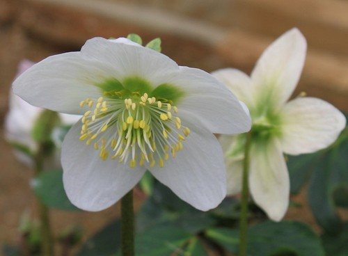 Helleborus niger christmas - helleborus,