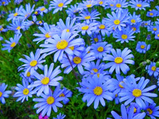 Felicia Blue Daisy Plug Plants