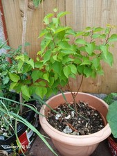 Apricot Tree Young Healthy  3 Years Old . If transferred  Ground Will Grow Fast