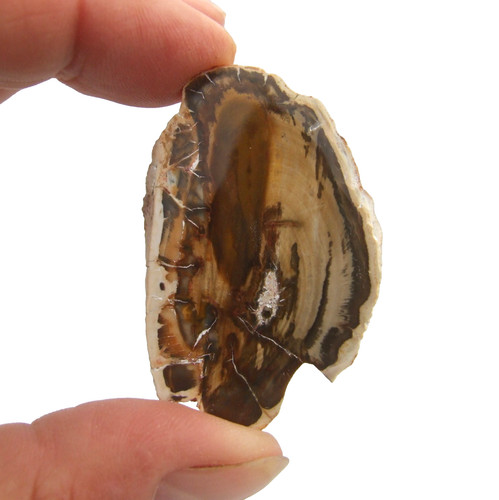 Fossil petrified wood - wood, slice