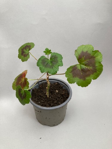 Pelargonium the boar - pelargonium, boar'