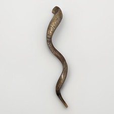 Shofar Yemenite Kudu Horn XXXL