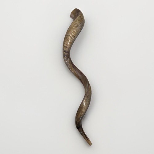 Shofar yemenite kudu horn xxxl - shofar,