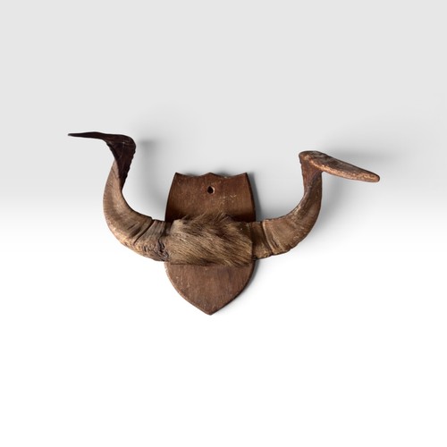 Vintage rustic cattle horns - vintage,