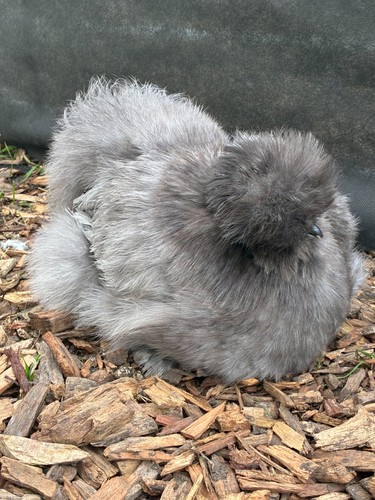 Free range blue silkie eggs - free,