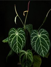 Anthurium Regale Rare Aroid