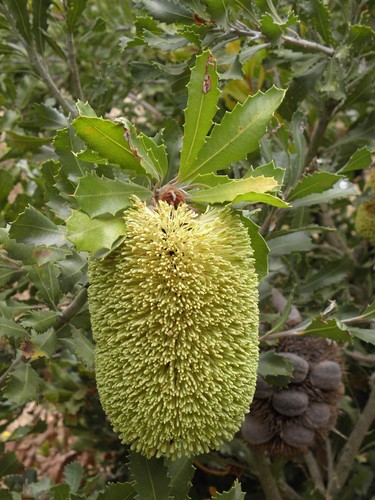 Yellow lantern banksia - lantern,