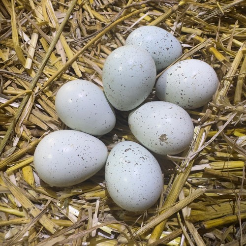 Blown natural quail - natural, eggs