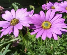 Osteospermum jucundum