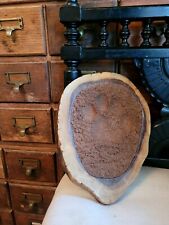 Taxidermy Panthera Paw Print Britains Big Cats Unusual Curio Natural History