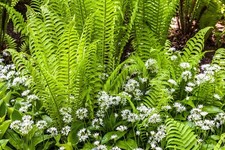 Ostrich Fern Spores/Seeds