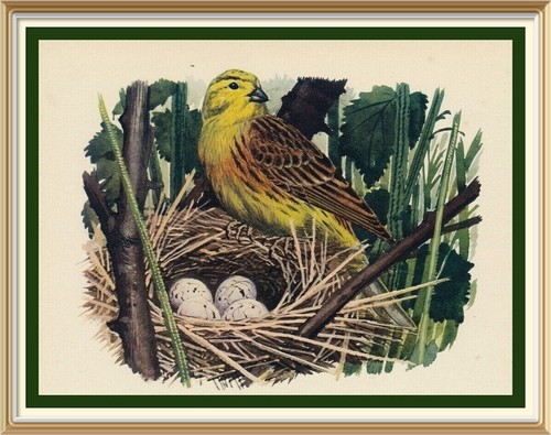 Old original lithograph - 79+y,