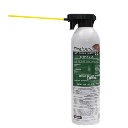 Fireback bed bug insect - bug, &