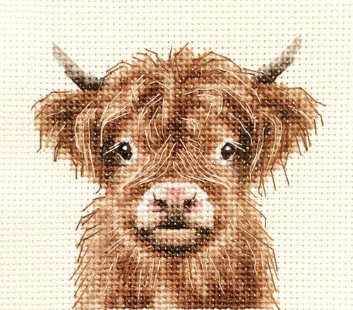 Highland cow calf full - full, counted
